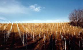 Colline di Piacenza