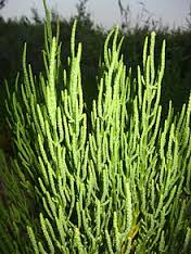 salicornia