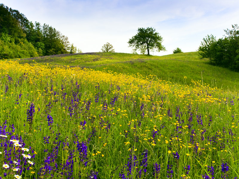 Colline di Piacenza