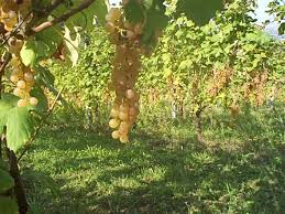 Colline di Piacenza